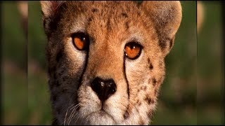 Nature's Perfect Predators: Cheetah