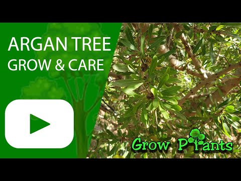 Argan tree – grow & care (Argania spinosa plant)