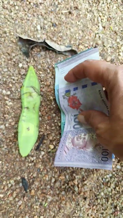 https://vt.tiktok.com/ZSDwxPnQn/ 🍹👙💸📅