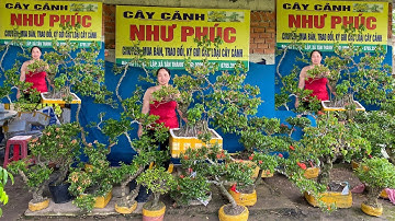 NHƯ PHÚC | #0906342221 | GIÁ MỀM ĐA DẠNG CÁC LOẠI CÂY ĐẸP VƯỜN NHÀ KHẾ GÂN, TRANG ĐỦ MÀU, CÓC, MCT..