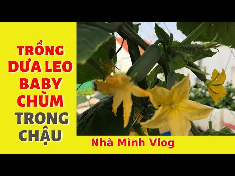 Cách trồng Dưa Leo baby chùm trong chậu trên sân thượng | Nha Minh Vlog