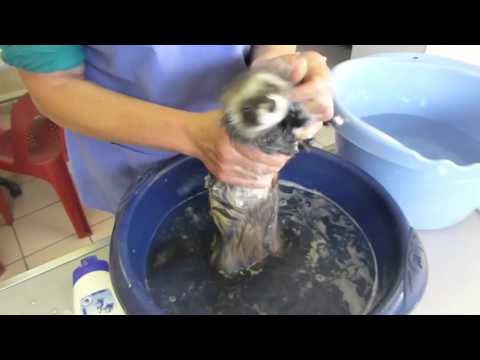 Vidéo: Comment Laver Un Furet