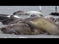 Elephant Seals Fighting And Stuff 
