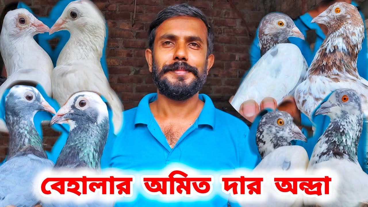 অমিত দার অন্দ্রপ্রদেশ দিয়ে আনা অন্দ্রা কবুতর বিক্রয়। PART-2।AMIT DA ANDHRA SALE।@pigeonsloverrj9600 