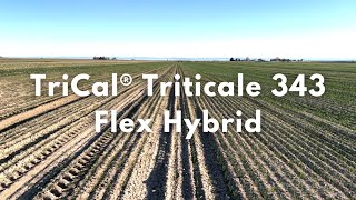 TriCal Triticale 343 Flex Hybrid