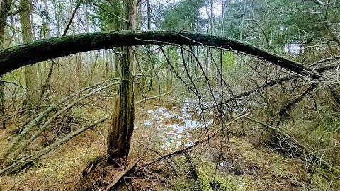 Sarahsquatch Is Back