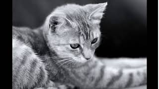 Sliding cat screenshot 5