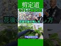 春夏モクレンの剪定！！ #剪定方法 #庭作業 #庭木の管理 #切り戻し #庭木の手入れ #庭木の剪定 #初心者