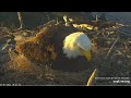 Thunder lays her second egg, but doesn’t show us! February 1, 2022 (West End Bald Eagle Cam)