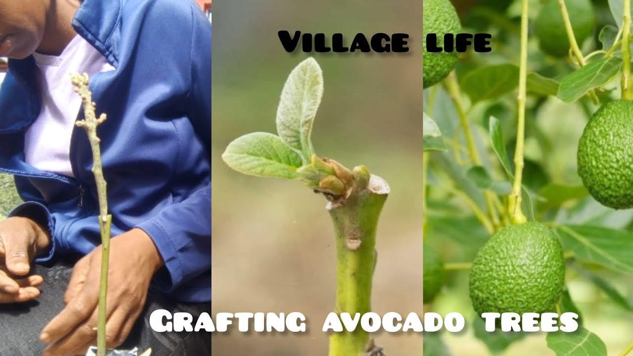 Деревенская жизнь: прививка деревьев авокадо. 