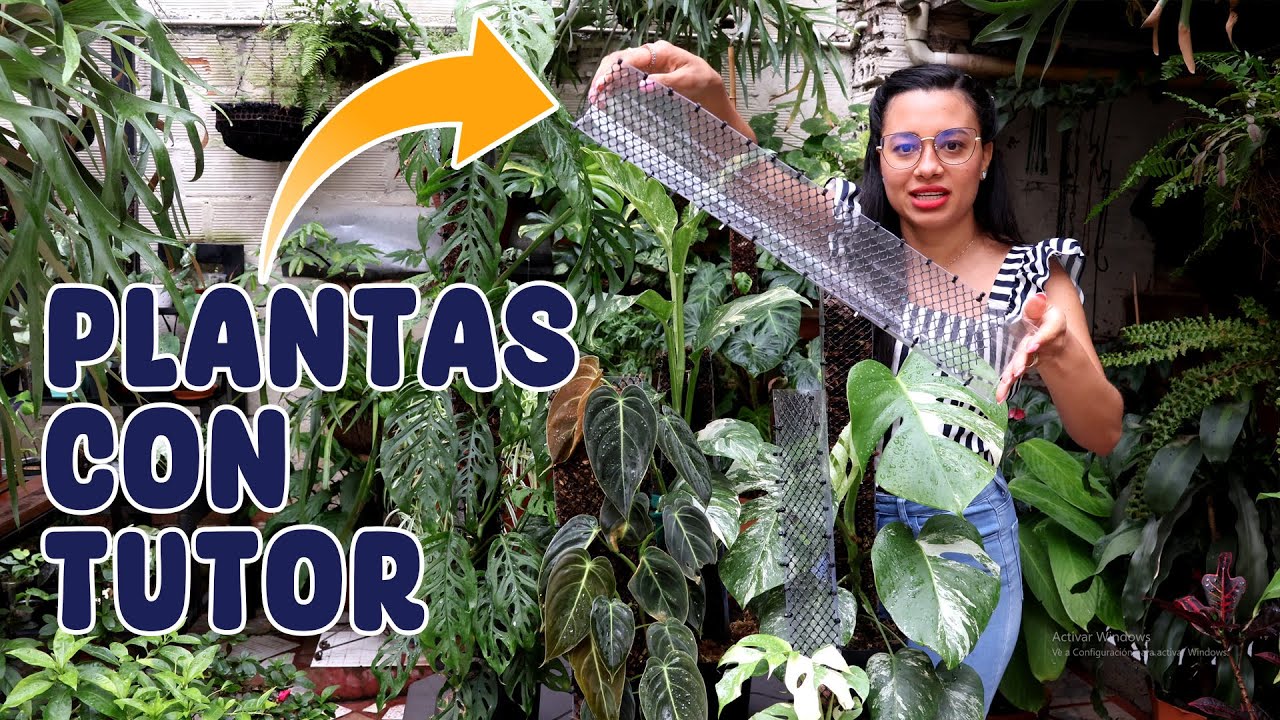 Con esto tus plantas trepadoras crecerán como locas │Candy Bu