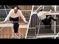 73 Year Old Karl Wallenda Falls to His Death on Live TV