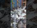 New Giribaj Pigeon Baby 2026 #shorts