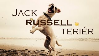 Encyklopedie psů | Jack Russell Teriér by Dogs Vlogs 9,171 views 8 years ago 1 minute, 33 seconds