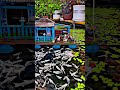 পানির ঘরে মাছ ধরার মজার গল্প |🐟🏠 Funny Fishing Story, A House on Water.........