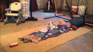 IOLab Project #3 - Force/Acceleration