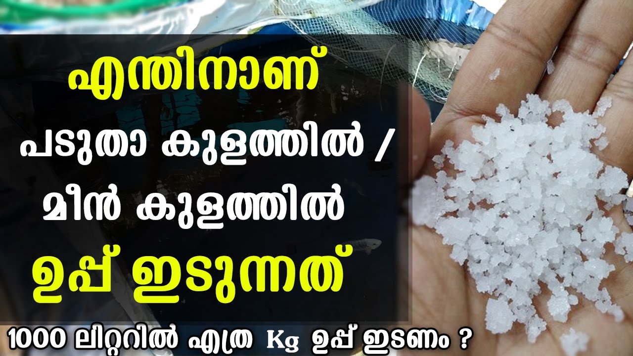 എന്തിനാണ് പടുതാ കുളത്തിൽ മീൻ കുളത്തിൽ ഉപ്പ് ഇടുന്നത് ? Salt in Fish