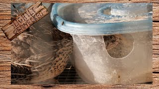 How Much Do Quail Eat - The SR Quail Update 10-2-17