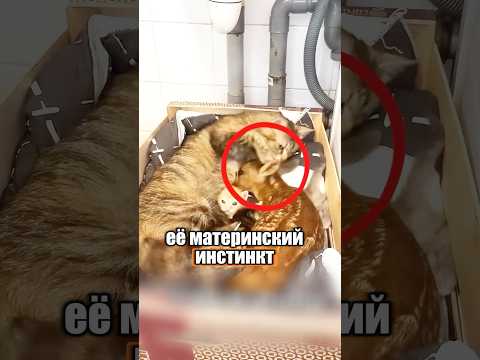 Кошка приютила маленького олененка 😸🥹 #милыеживотные #животные
