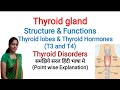 Thyroid Gland | Structure & Functions of Thyroid Gland | Thyroid Lobes | Thyroid Hormones | In Hindi