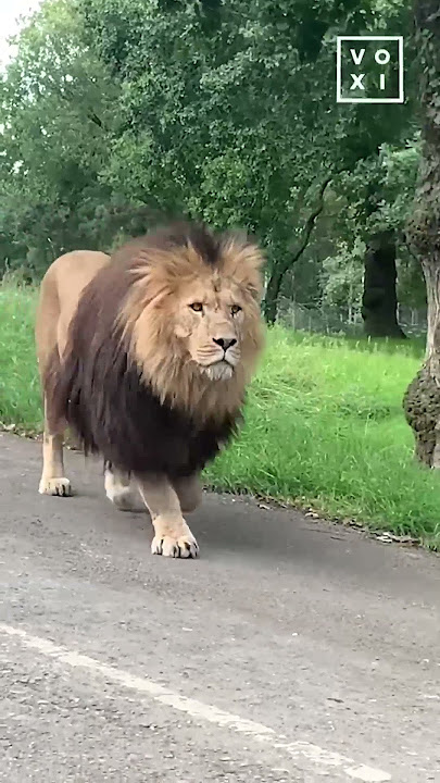 You never realise the size of a lion until they get this close 😳 #AmazingMoments #FeedYourCurious