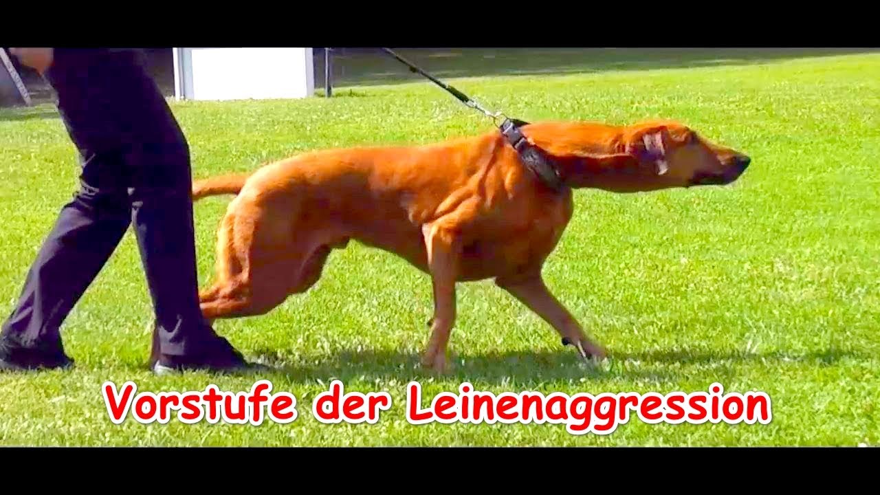 Die Vorstufe zur Leinenaggression – Erklär-Video