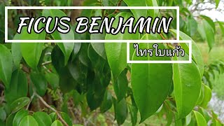 Ficus Benjamin | ลักษณะของต้นไทรใบแก้ว | Bonsai Gardener