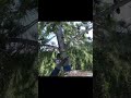 Climber Speed-lines Tree Top! #treework #mountains #treeremoval #tree #wood #shortvideo #shorts