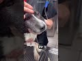 Mercedes baute ein Rollstuhl für diesen Hund 🐕 🦽