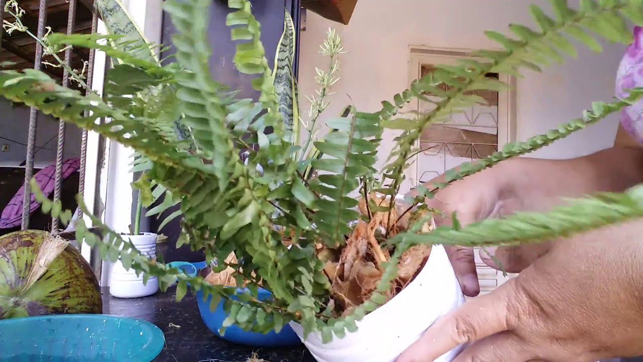 Como plantar  samambaias en vasos usando fibra de côco