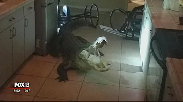 Florida woman comes face-to-face with alligator in kitchen