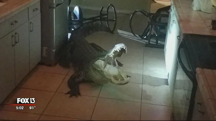 Florida woman comes face-to-face with alligator in kitchen - DayDayNews