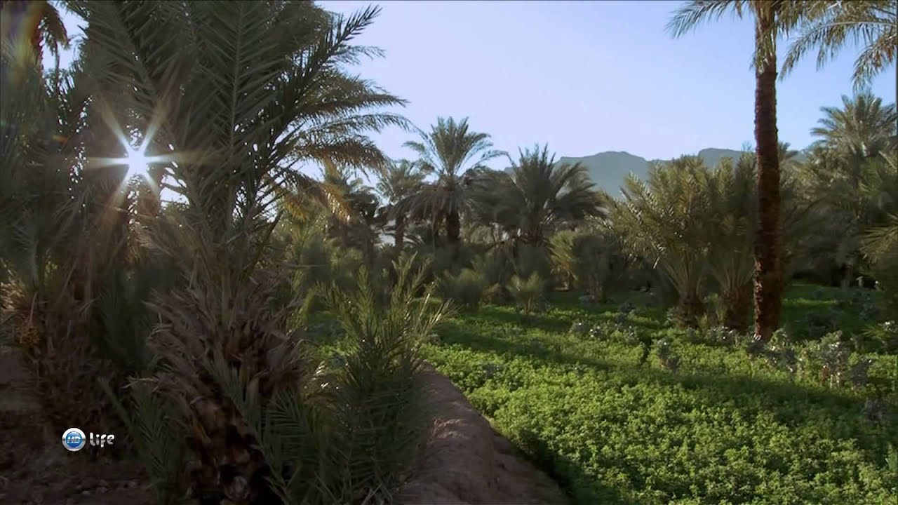 Мир природы Бабочки