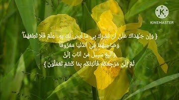الشيخ عكاشة كميني... قراءة خاشعه من سورة لقمان