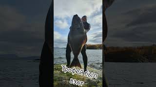 Палтус, мечта каждого ОХОТНИКА. #spearfishing #подвох #палтус #halibut