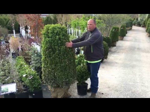How To Care For Green Mountain Boxwood