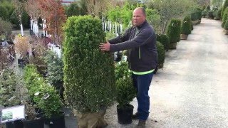 Green Mountain Boxwood Boxwood Green Mountain Growth Rate