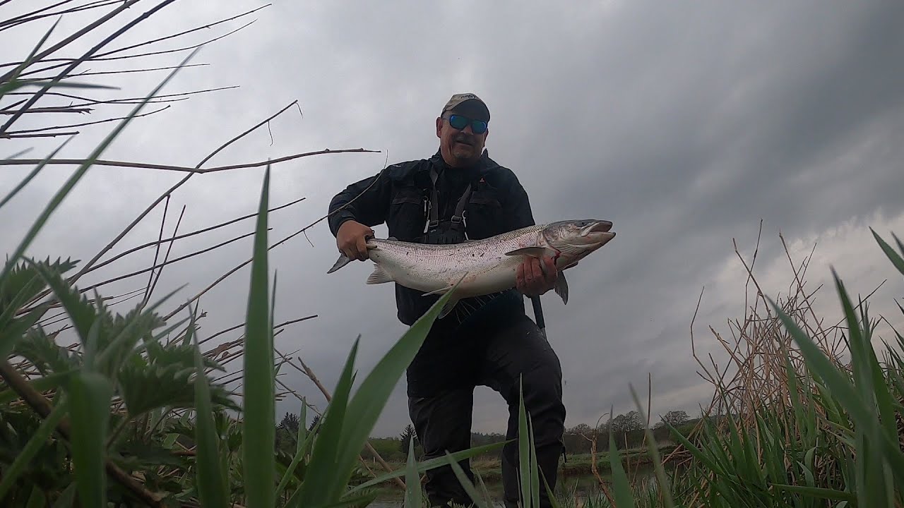 100 meter laksesprint i gudenåen