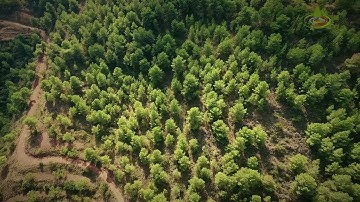 Resilient Forests   Episode 04 - Managed Forests Versus Unmanaged