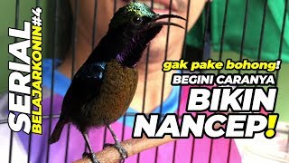 BELAJAR KONIN #4 : Perhatian! GAK PAKE BOHONG, Begini Caranya KOLIBRI NINJA Nancep Gacor Ngobra