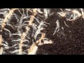 Corn roots time lapse