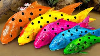 (NEW)Fish Videos❤️Stop Motion Satisfying Colorful Koi Fish Hunting Rainbow Eel Electric Catfish Carp