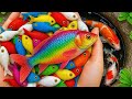 I Found Rare Catfish & Colorful Betta Fish in a Secret Pond