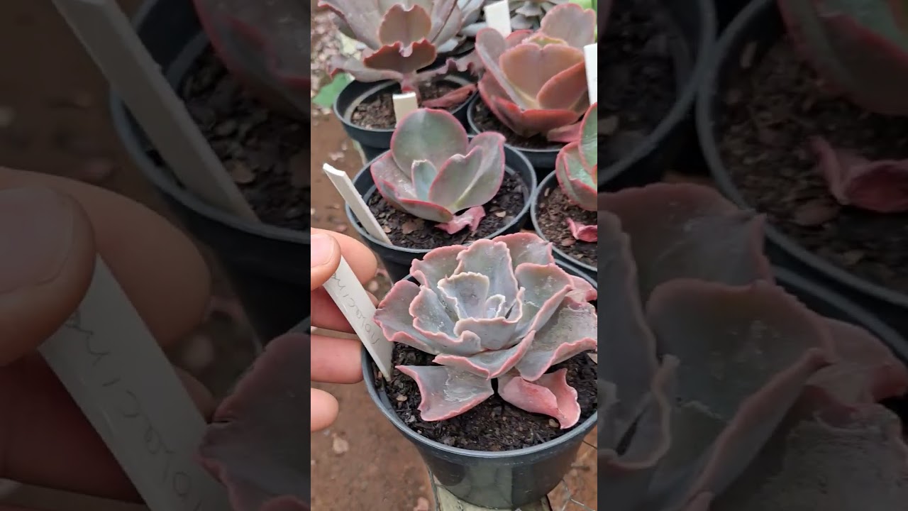 Suculentas mudas nos troncos. 