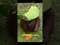 Orangutans Lazy, Genius, and Absolutely ICONIC 🦧