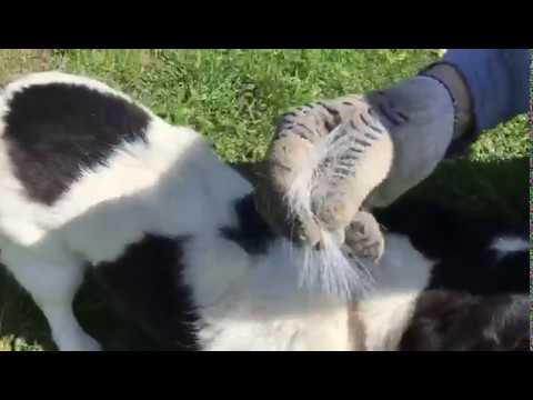 Тест корма Cesar !!!