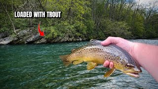 Fly Fishing an INCREDIBLE River for Wild Brown Trout (Central Pennsylvania)