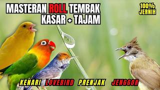 Masteran Murai Batu R0LL Tembak Kasar Isian Cucak Jenggot, Kenari, Prenjak, Lovebird