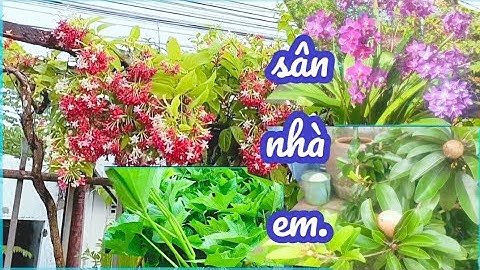 Khu Vườn Nhà Em/ Thích Nhất Cây SAPO  Ra Trái Đợt 3/ Nhìn Là Khoái.