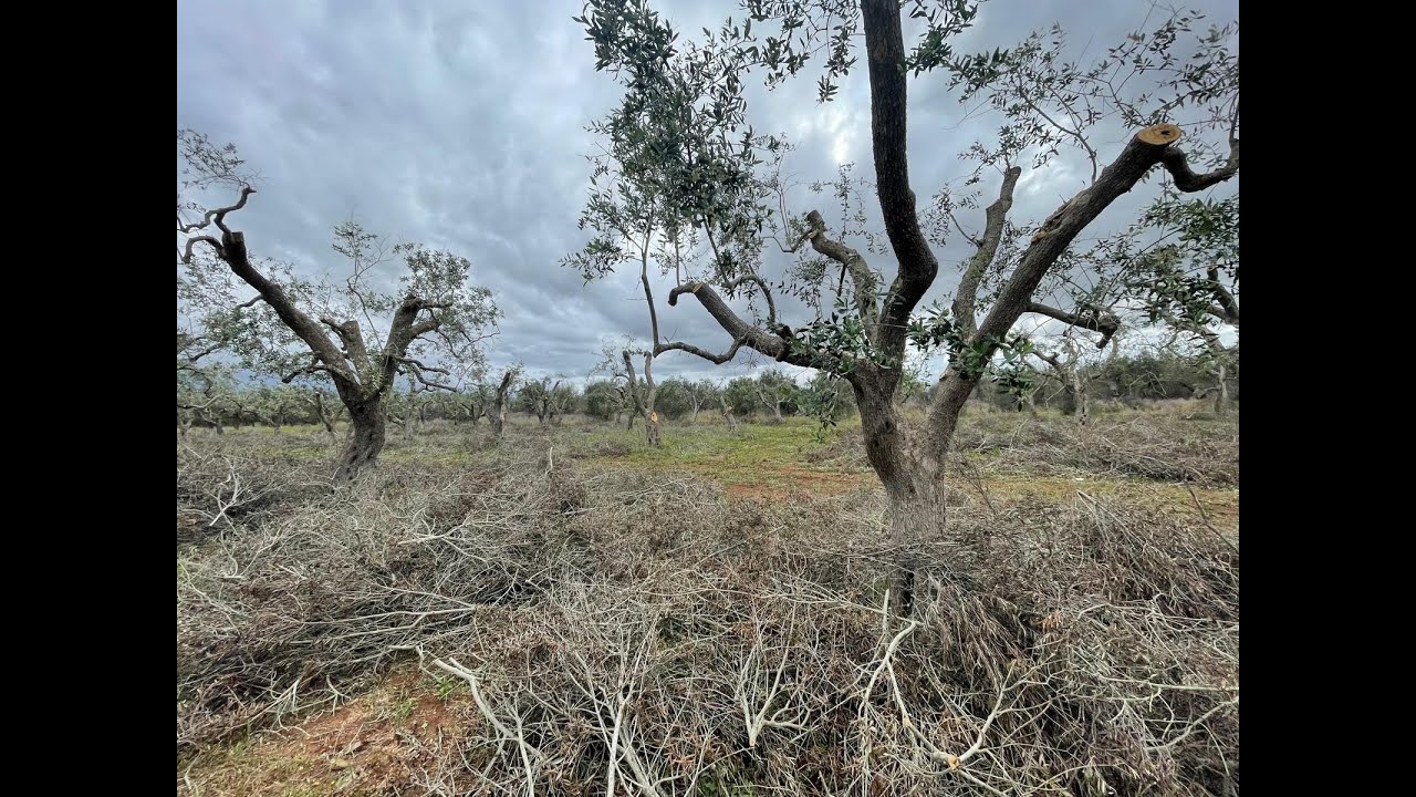 LA FASTIDIOSA XYLELLA : I due volti dell’agricoltura italiana
